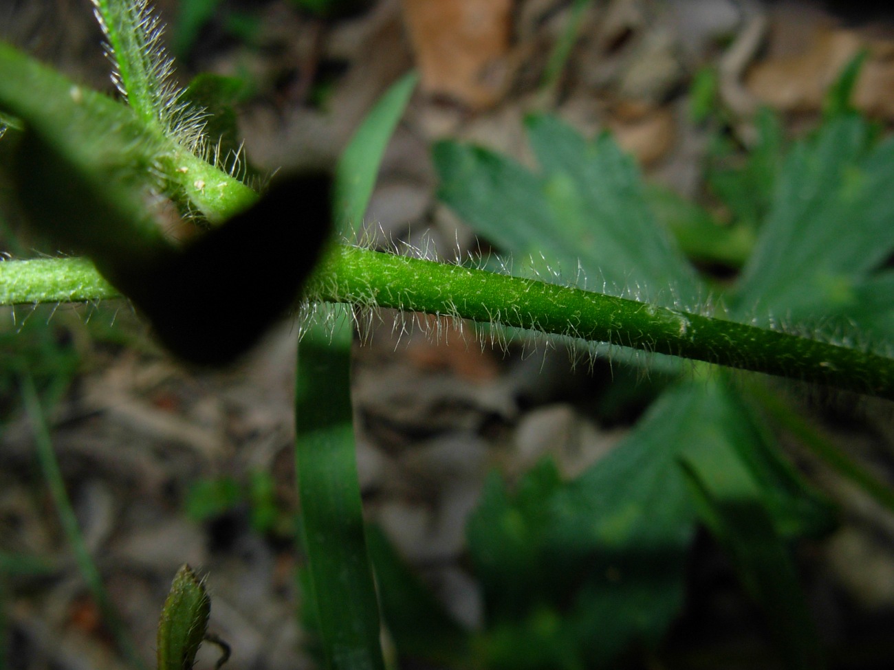 Ranunculus serpens subsp. nemorosus / Ranuncolo dei boschi